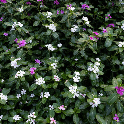 spring-vinca-16
