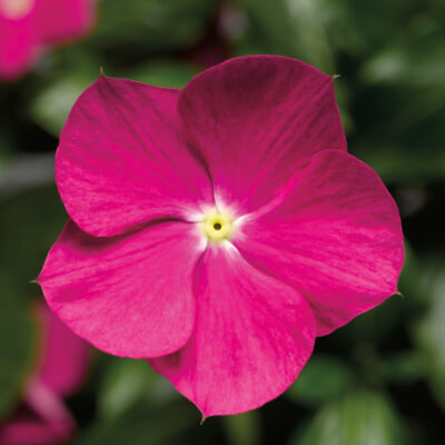 spring-vinca-6
