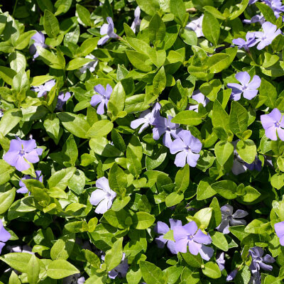 spring-vinca-8