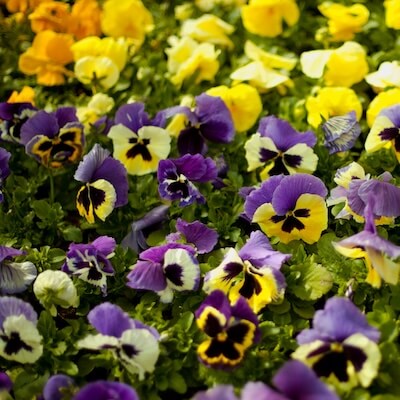 spring-viola-12