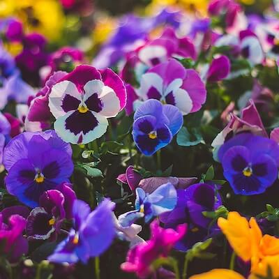 spring-viola-13