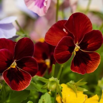 spring-viola-5