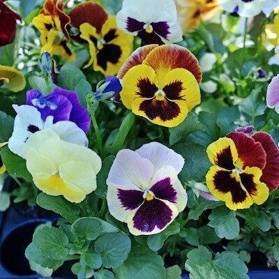 spring-viola-6