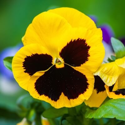 spring-viola-7