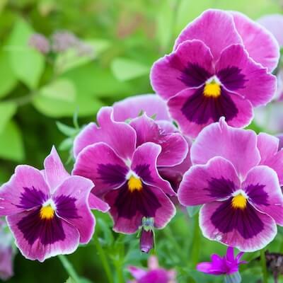 spring-viola-8
