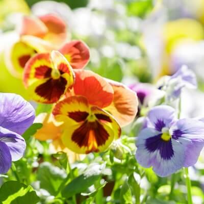 spring-viola-9