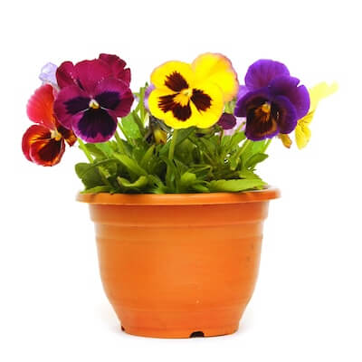 spring-viola