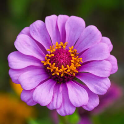 spring-zinnia-2
