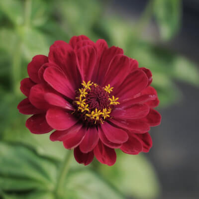 spring-zinnia-3