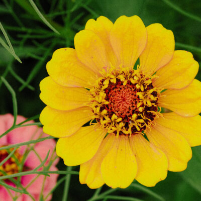 spring-zinnia-4