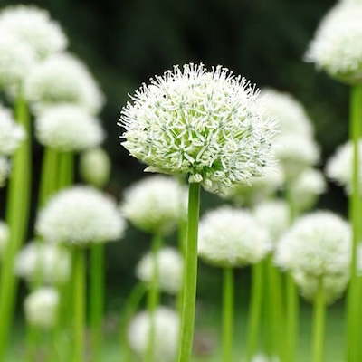 summer-alliums-1
