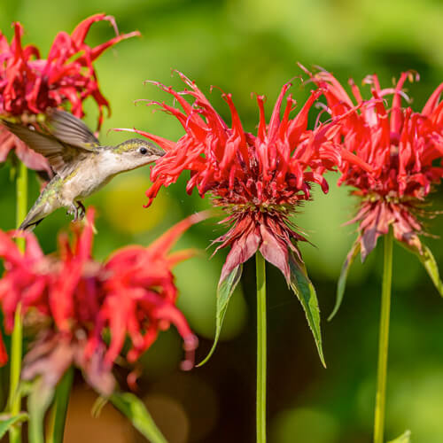 summer-bee-balm-1
