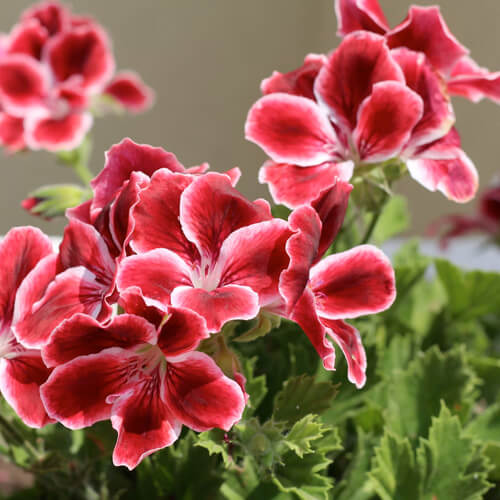 summer-geranium-1