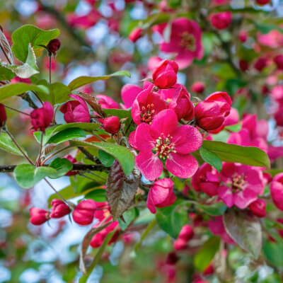 tree-crabapple-5