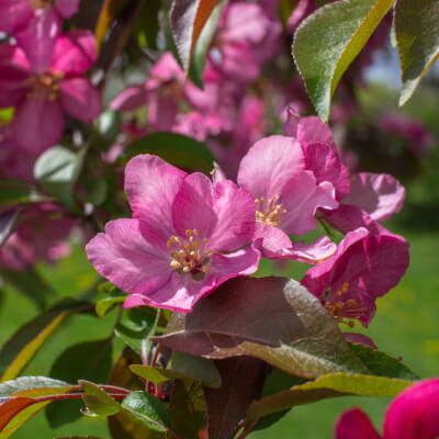 tree-crabapple-7