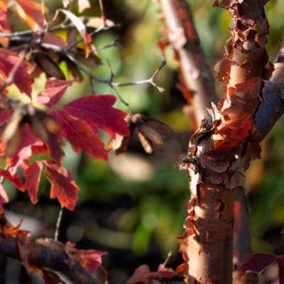 tree-paperbark-2