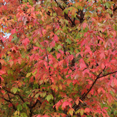 tree-paperbark-6