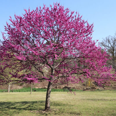 tree-redbud-2