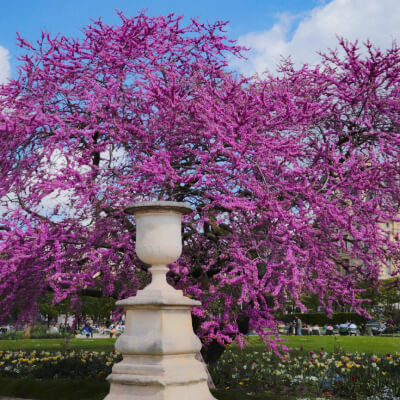 tree-redbud-3
