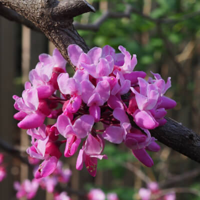 tree-redbud-4