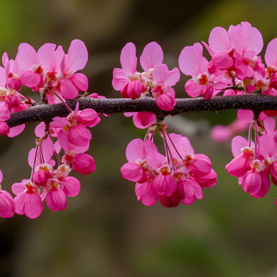 tree-redbud-5