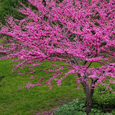 tree-redbud-7