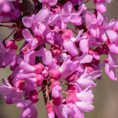tree-redbud-9