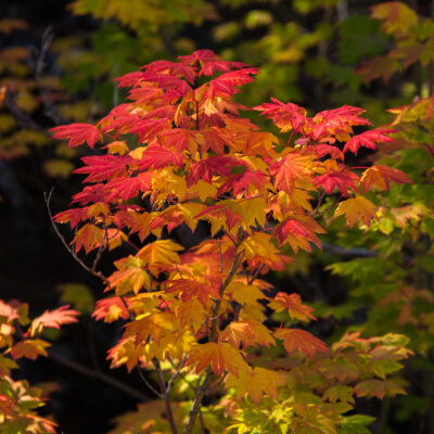 tree-vine-maple-2