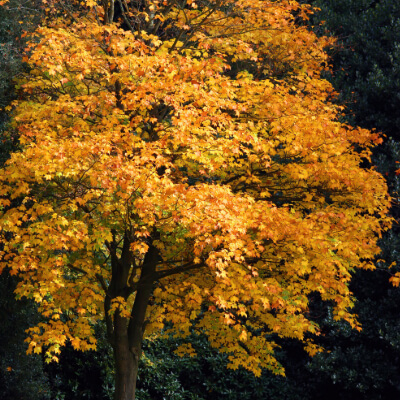 tree-vine-maple-3