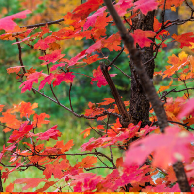 tree-vine-maple-4