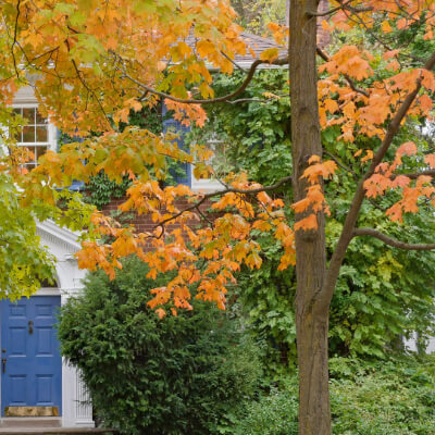 tree-vine-maple-5