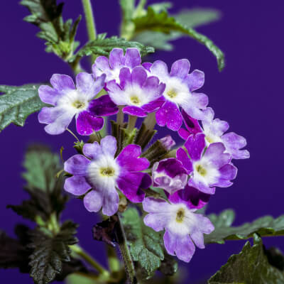 verbena-1