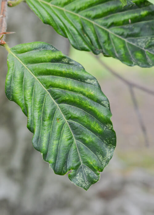 beech-leaf-1