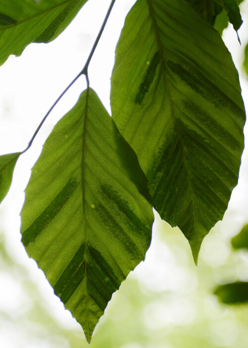 beech-leaf-3