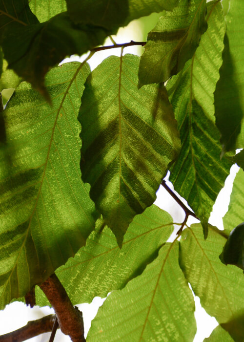 beech-leaf-4