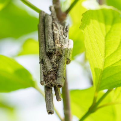 bagworms-4