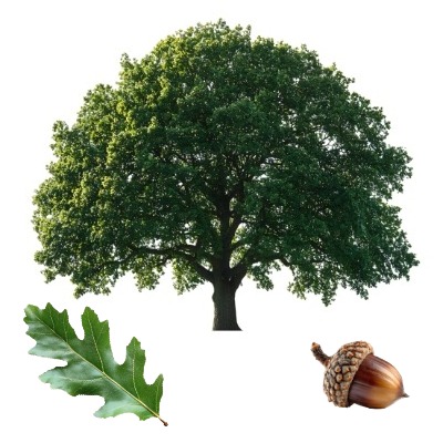 black-oak