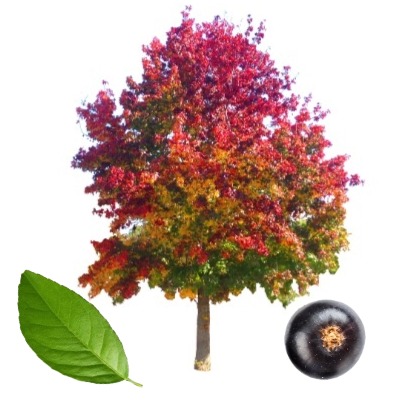 blacksourgum
