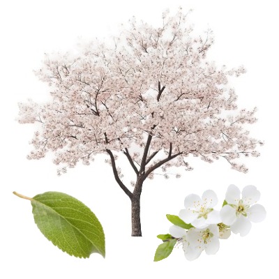 chickasaw-plum
