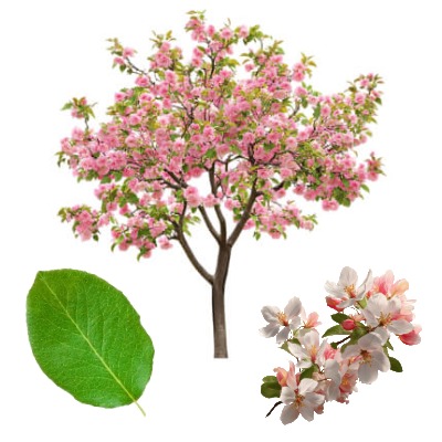 crab-apple