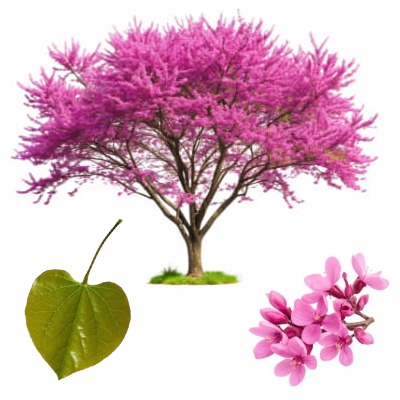 eastern-redbud