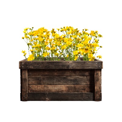 golden-ragwort-7