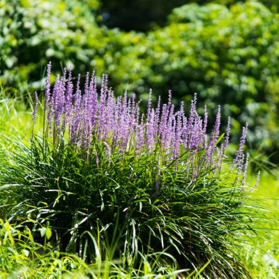 grass-liriope-2