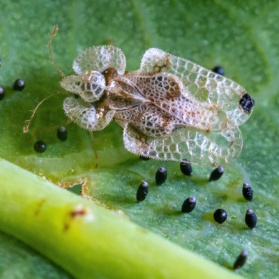 lace-bugs-4