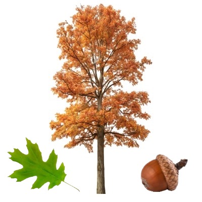 pin-oak