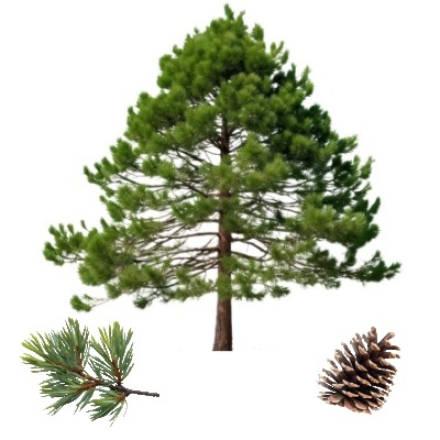pitch-pine