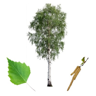 river-birch