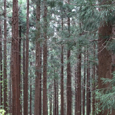 shortleafpine1