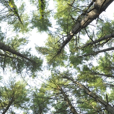 shortleafpine2