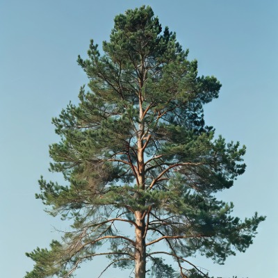 shortleafpine3